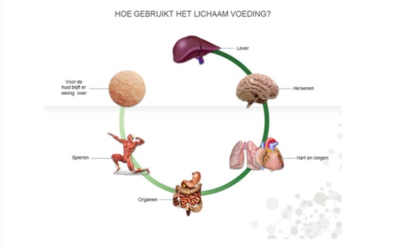 voedingsopname